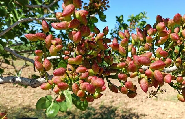 جشن ملی پسته در پنج نقطه رفسنجان برگزار می‌شود